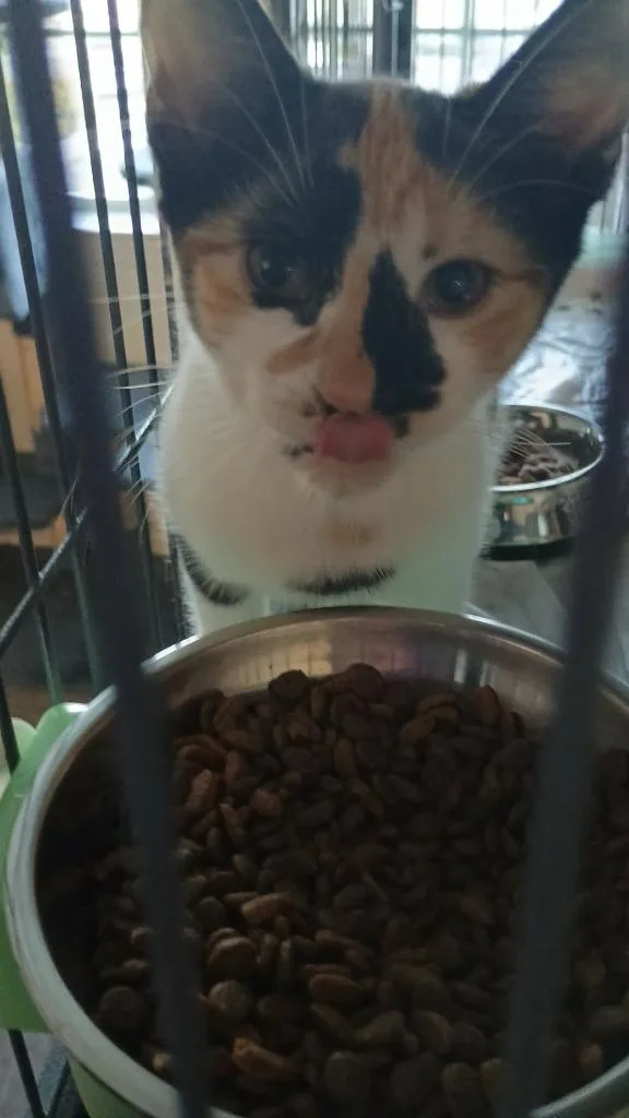A baby small-sized female Domestic Short Hair cat named Tia for adoption in LIberty, NY