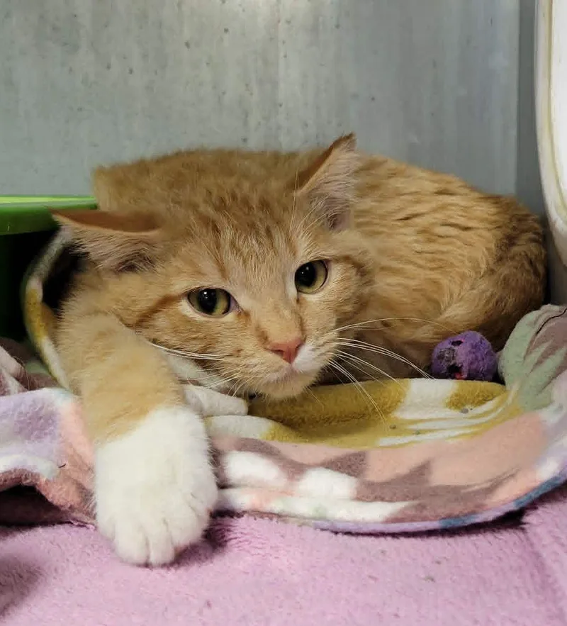 A baby medium-sized male Domestic Short Hair cat named Sardine for adoption in Portage, WI