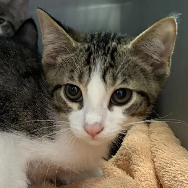 A baby small-sized male Domestic Short Hair cat named Duncan for adoption in Des Moines, IA