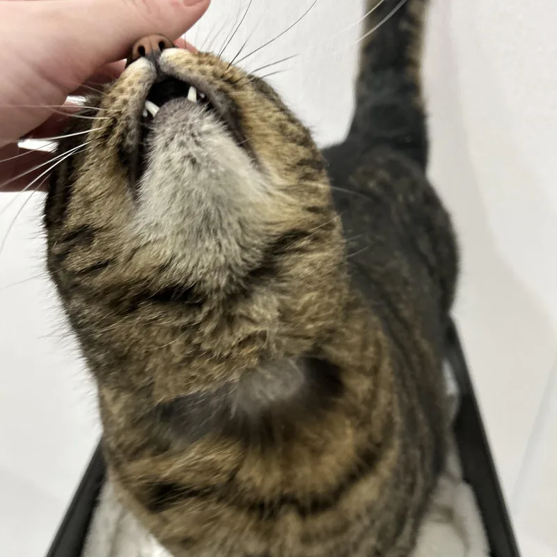 Pipsqueak