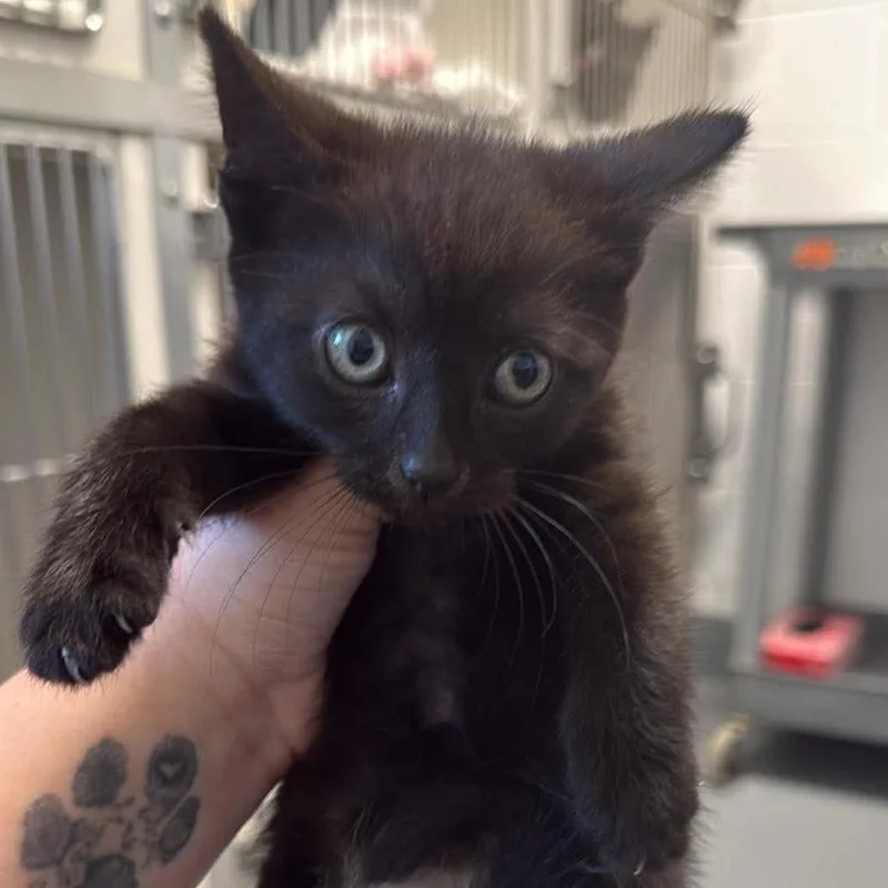 A baby small-sized female Black Domestic Short Hair cat named Macaroon for adoption in Rocky Mount, VA