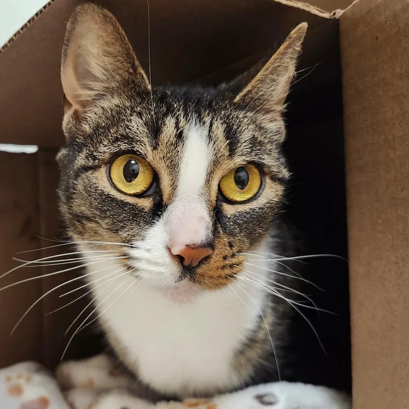 An adult large-sized female Brown / Chocolate Domestic Short Hair cat named Stella for adoption in Ballston Spa, NY
