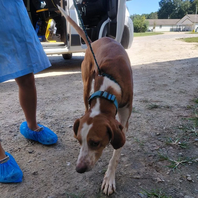An adult medium-sized male Coonhound dog named Rooster for adoption in LOXAHATCHEE, FL