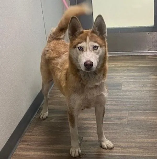 An adult large-sized female Siberian Husky dog named Claire Hazel Primrose for adoption in San Diego, CA