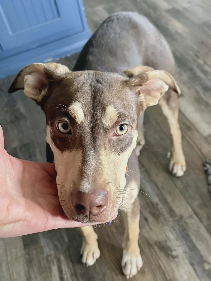 A baby medium-sized male Labrador Retriever dog named Derby for adoption in St. Louis, MO