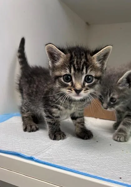 A baby small-sized male Domestic Short Hair cat named Peter the Great for adoption in Manteo, NC