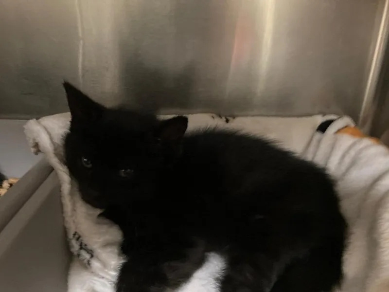 A young small-sized female Domestic Short Hair cat named Melody for adoption in Meriden, CT