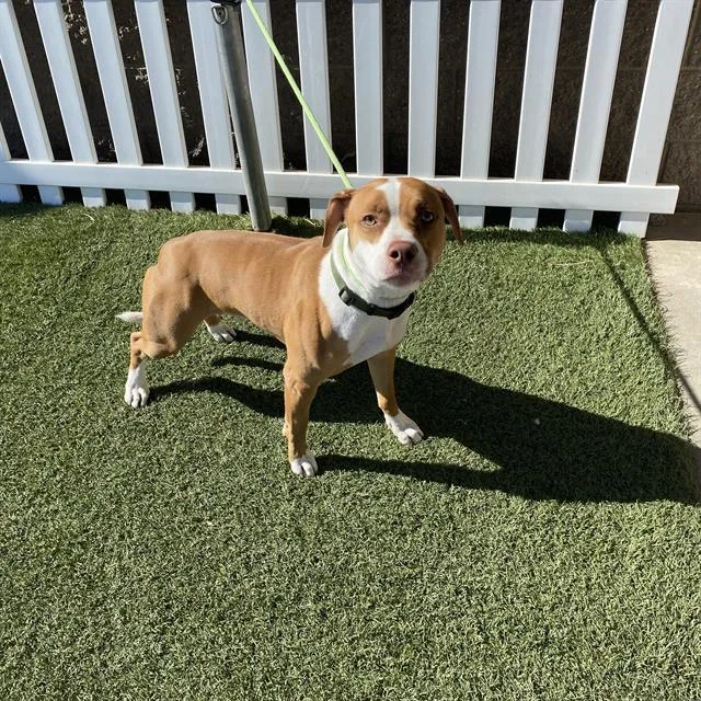 A young small-sized male Pit Bull Terrier dog named Duke for adoption in Modesto, CA