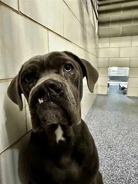 A young large-sized female Pit Bull Terrier dog named Mavis for adoption in Charlotte, NC