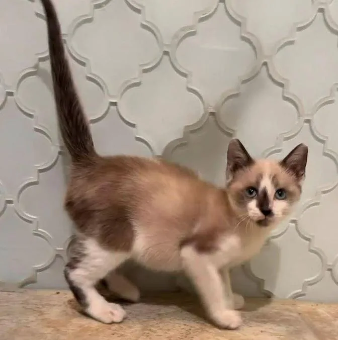 A baby small-sized male American Shorthair cat named Frankie for adoption in Houston, TX