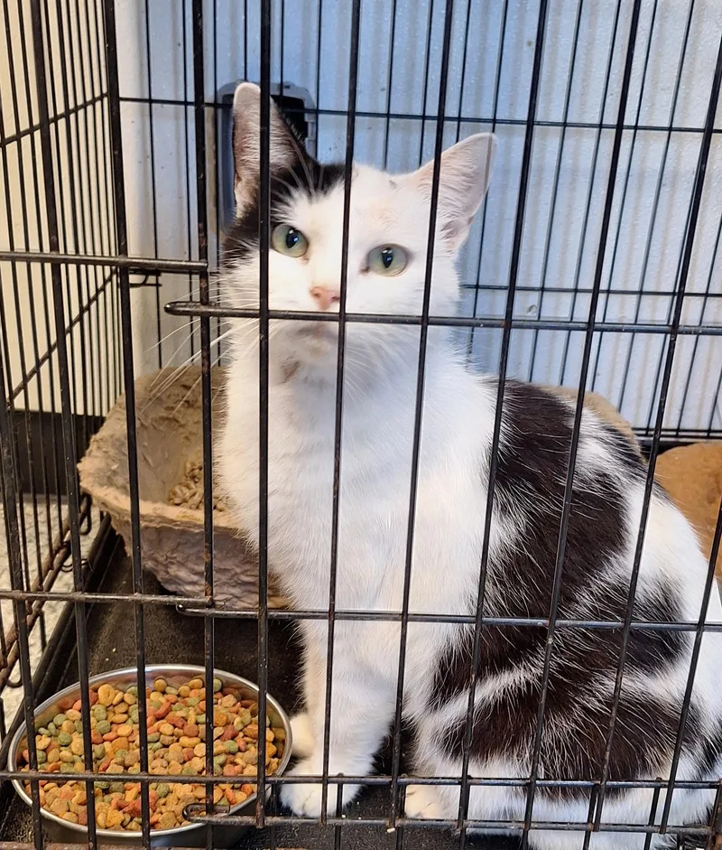 An adult medium-sized female White Domestic Short Hair cat named Selene for adoption in Stanton, KY