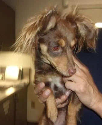 A young small-sized female Chihuahua dog named Bruno for adoption in Van Nuys, CA