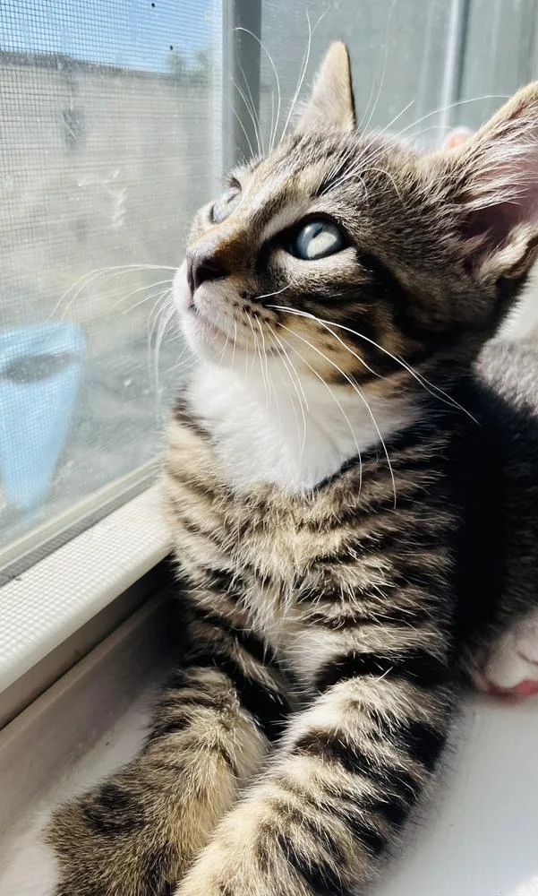 A baby small-sized male Tabby (Brown / Chocolate) Domestic Short Hair cat named Liberty for adoption in Salisbury, NC