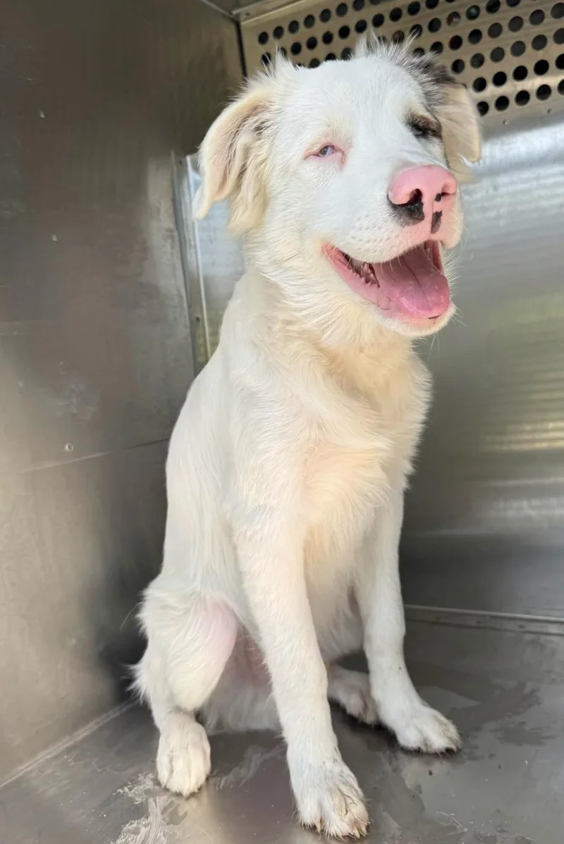 A young medium-sized male Australian Shepherd dog named Carl Grimes for adoption in Arlington, TX