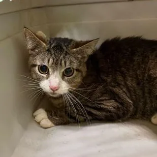 A young large-sized male Brown / Chocolate Domestic Short Hair cat named Dresser for adoption in Fernandina Beach, FL