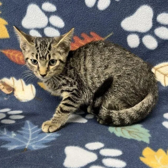 A baby medium-sized male Tabby (Brown / Chocolate) Domestic Short Hair cat named Jonsey for adoption in Valdosta, GA
