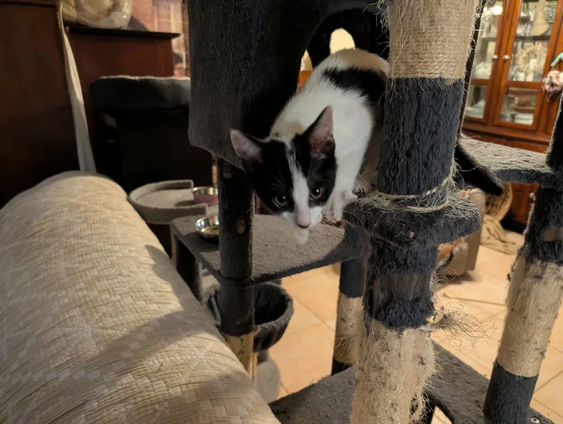 A baby medium-sized female Black & White / Tuxedo Domestic Short Hair cat named Irissa for adoption in Oviedo, FL