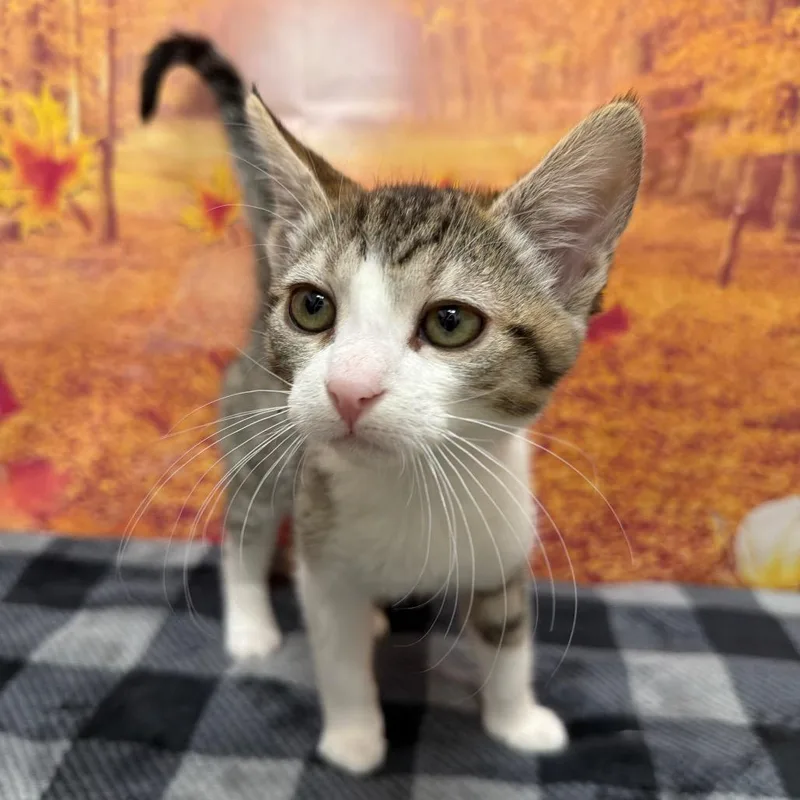 A baby small-sized female Brown / Chocolate Domestic Short Hair cat named Apple for adoption in Newberg, OR