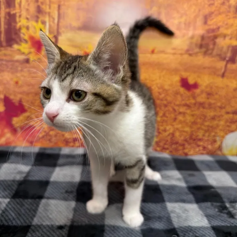 Apple thumbnail 3