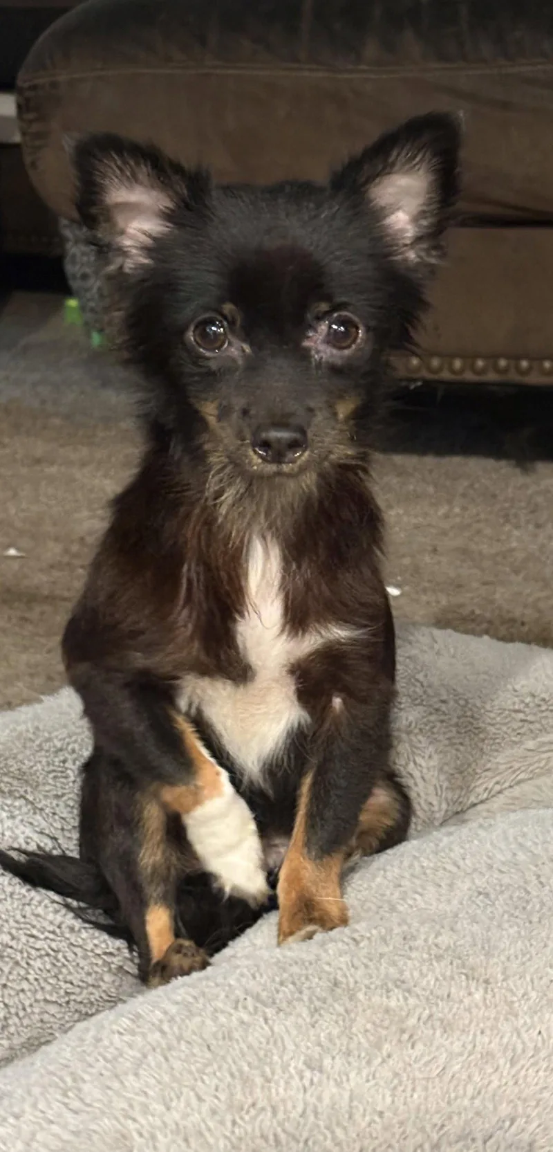 An adult small-sized female Chihuahua dog named Jesse for adoption in Mount Pleasant, SC