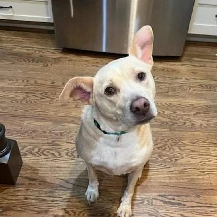 A senior medium-sized female White / Cream American Staffordshire Terrier dog named Sadie for adoption in Lynchburg, VA