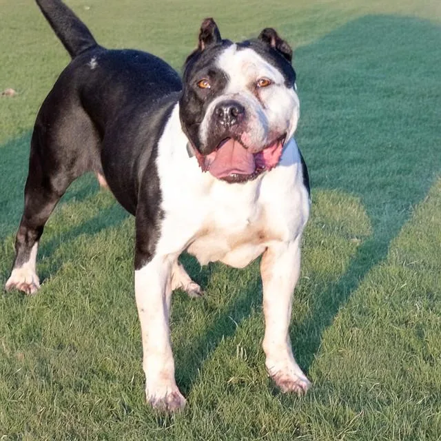 Dubs