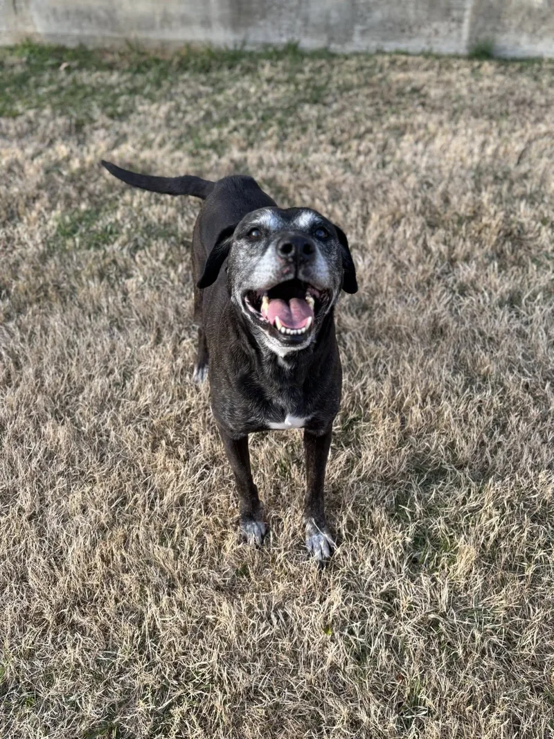 A senior large-sized female Black Black Labrador Retriever dog named Ramsey for adoption in Lebanon, TN