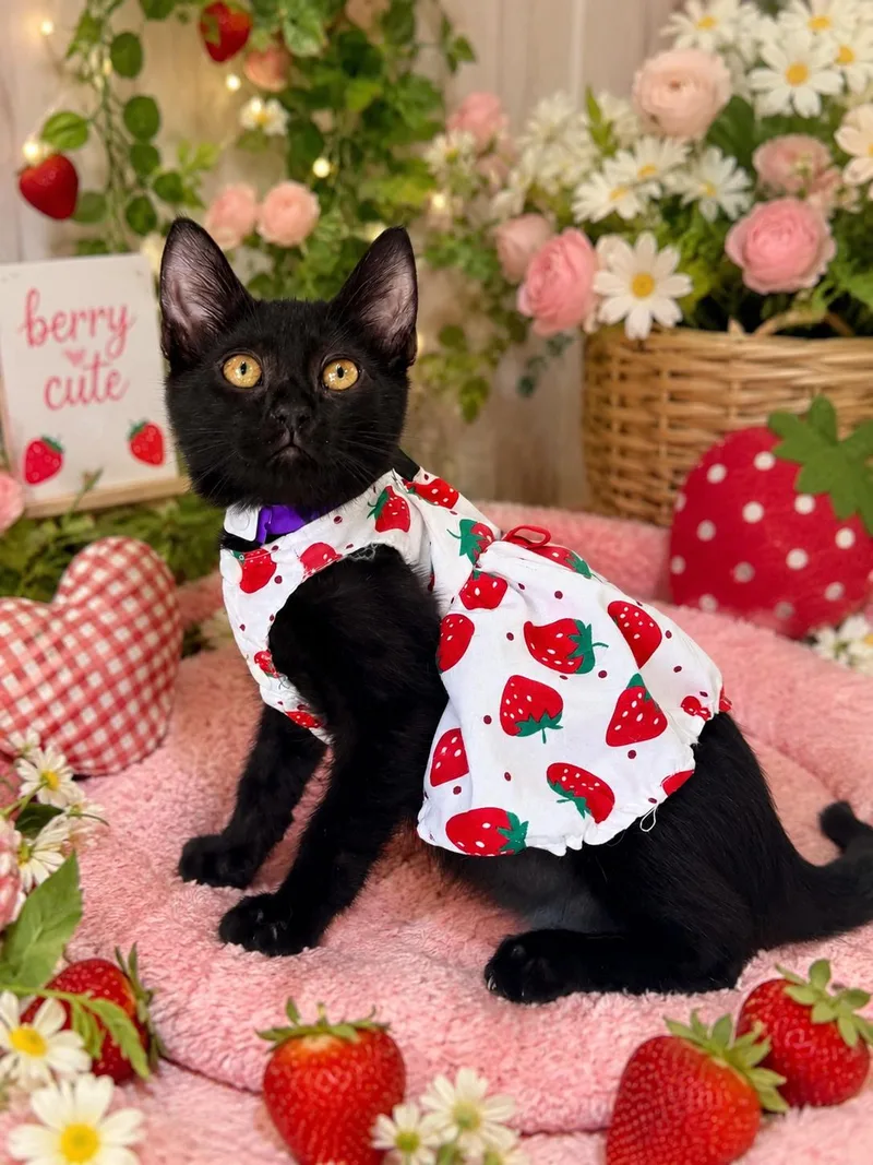 A baby medium-sized female Black Domestic Short Hair cat named Virginia for adoption in Tavares, FL