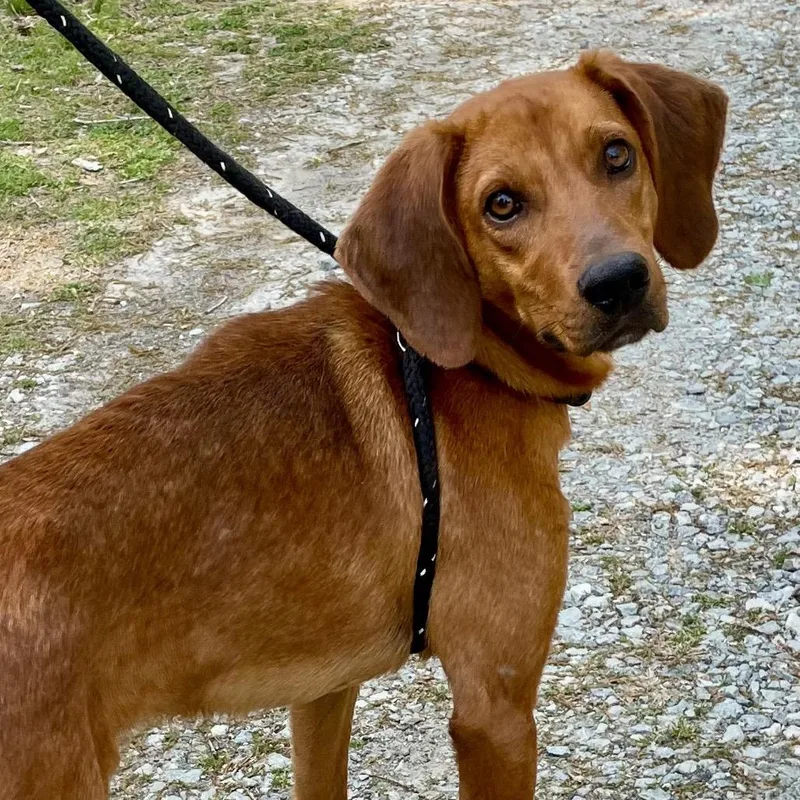 An adult medium-sized male Red / Chestnut / Orange Mixed Breed dog named Nico for adoption in Mebane, NC
