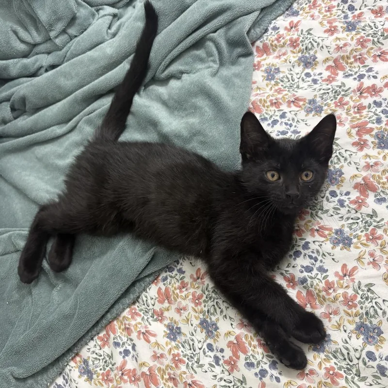 A baby small-sized male Black Domestic Short Hair cat named Arlo for adoption in Carmel, IN