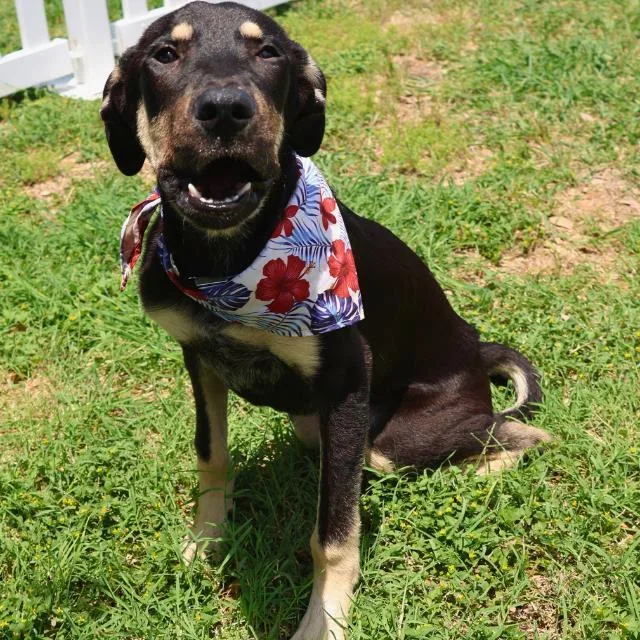A young medium-sized male Shepherd dog named Barry for adoption in San Antonio, TX