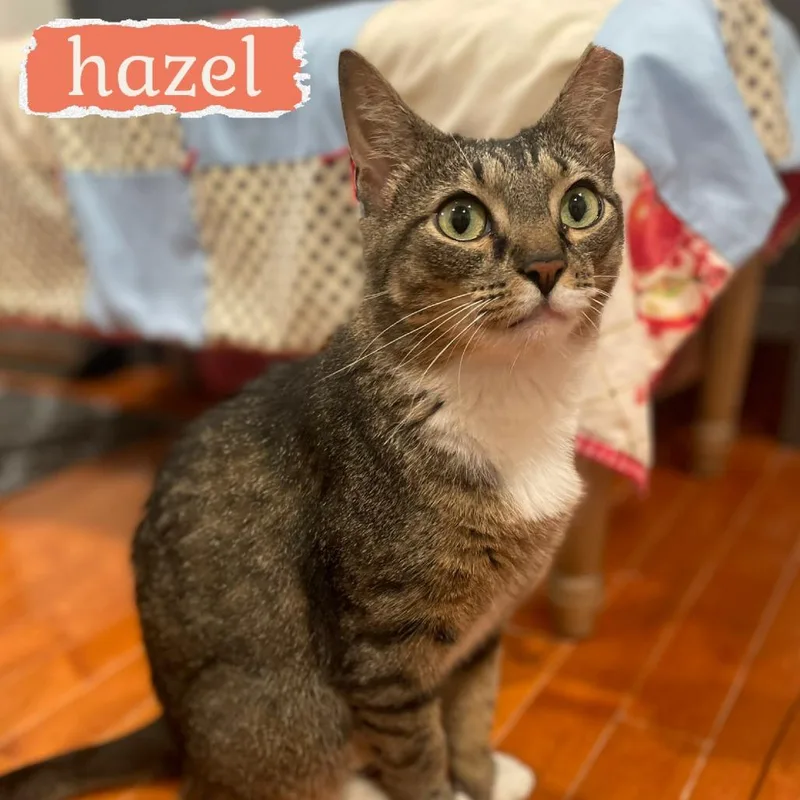 An adult small-sized female Brown / Chocolate Domestic Short Hair cat named Hazel for adoption in Wind Gap, PA