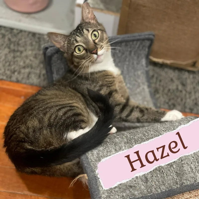 Hazel thumbnail 3