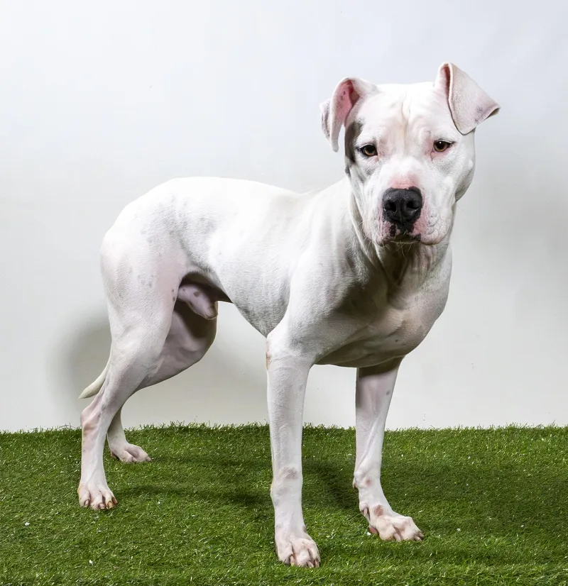 A young medium-sized male Pit Bull Terrier dog named Boi for adoption in Harvey , LA