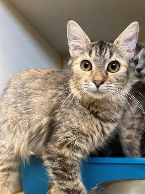 A young medium-sized female Domestic Long Hair cat named Moxy for adoption in Blythe, CA
