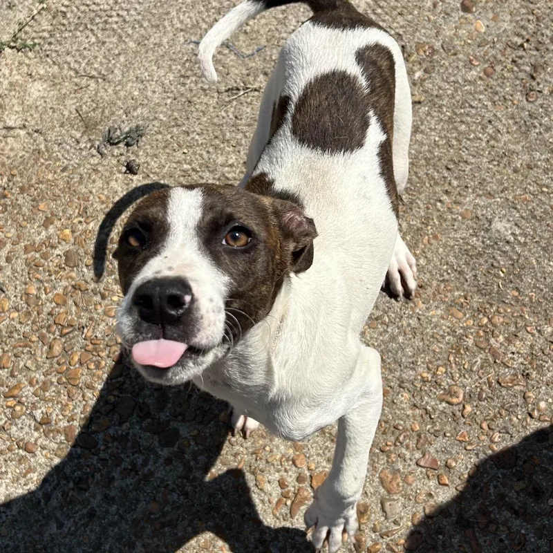A baby small-sized male Brindle Labrador Retriever dog named Duffy for adoption in West Point, MS