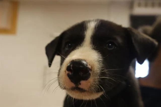 A baby small-sized male Mixed Breed dog named Python for adoption in Columbia, SC