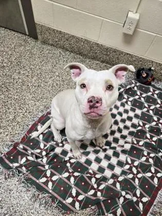 An adult medium-sized female Pit Bull Terrier dog named Jewel for adoption in Westland, MI