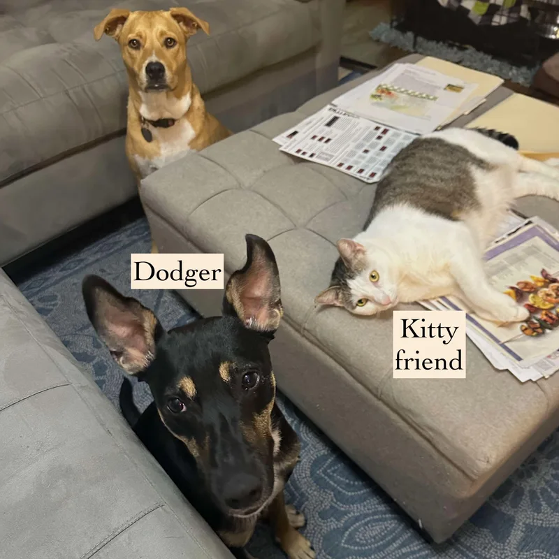 Dodger thumbnail 5