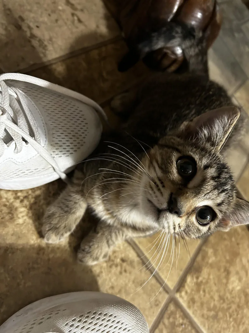 A young medium-sized female Tabby cat named Nelliekk for adoption in White Bluff, TN