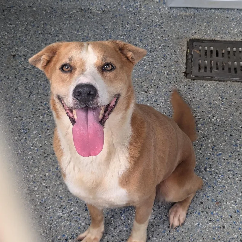 An adult medium-sized female Yellow / Tan / Blond / Fawn Mixed Breed dog named Rendezvous for adoption in Charlottesville, VA