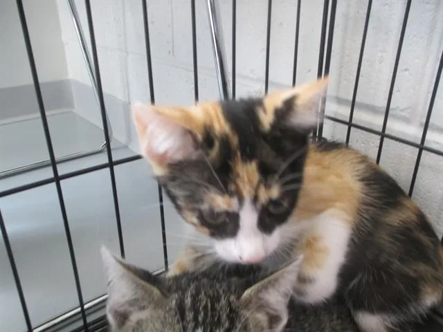 A baby small-sized female Domestic Short Hair cat named Stitches for adoption in Ocala, FL