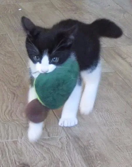 A baby small-sized male Domestic Short Hair cat named Luna for adoption in Bakersfield, CA