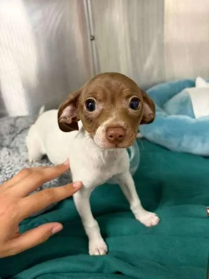 A baby small-sized female Rat Terrier dog named Dove for adoption in North Miami Beach, FL