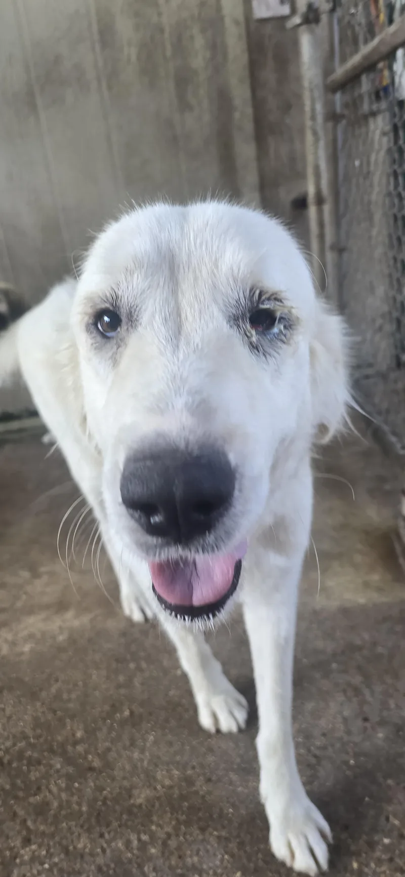 An adult large-sized female Great Pyrenees dog named Haven HTX for adoption in Quinlan, TX