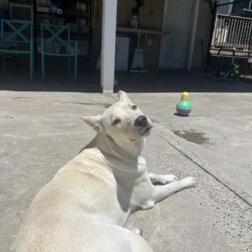 A young medium-sized male Yellow / Tan / Blond / Fawn Mixed Breed dog named Saturn for adoption in Hamden, CT