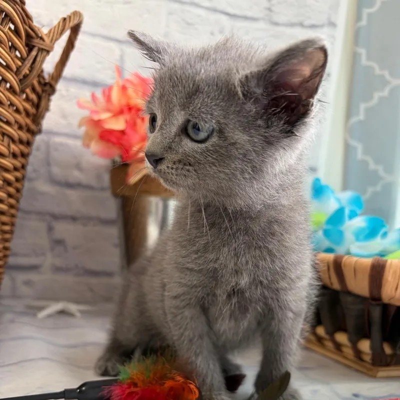 A baby small-sized male Gray / Blue / Silver Domestic Short Hair cat named Smokey for adoption in Harrisonburg, VA