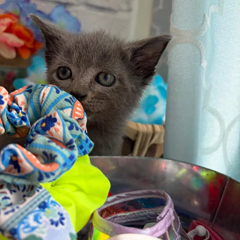 Smokey thumbnail 2