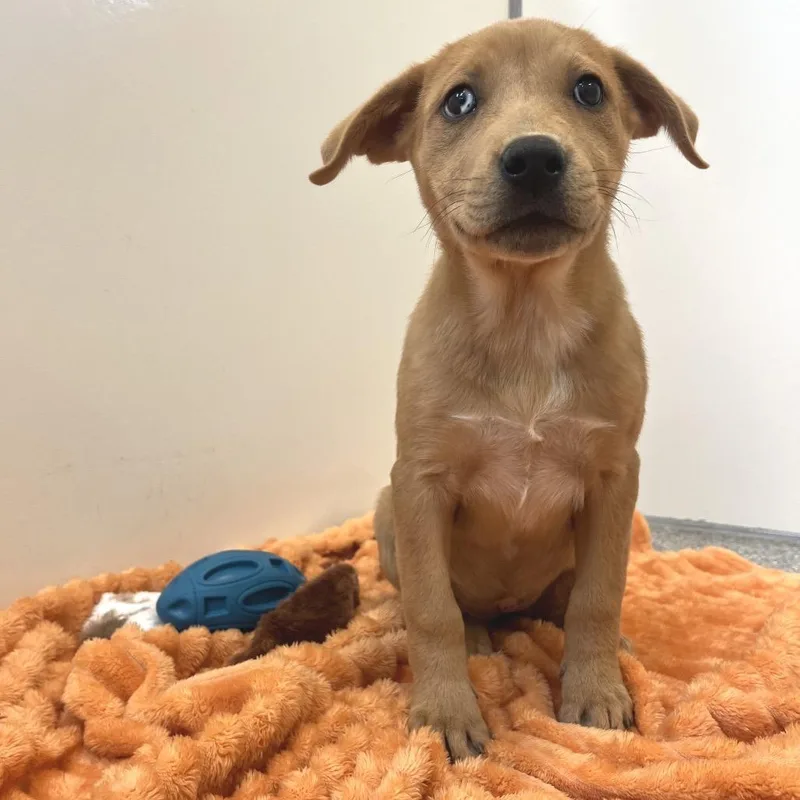 A baby medium-sized female Red / Chestnut / Orange Hound dog named Guten Tag for adoption in Kanab, UT