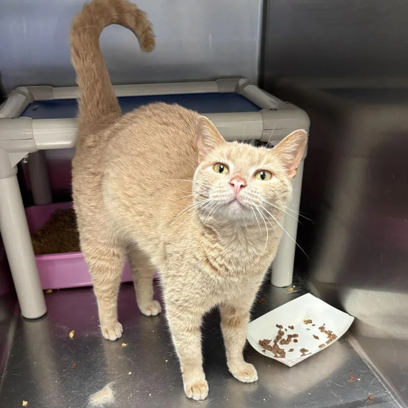 Uss Athena thumbnail 2